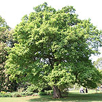 Quercus robur - Common Oak