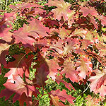 Quercus rubra - Red Oak