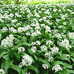 Allium ursinum - Wild Garlic, Allium - 2nd Image