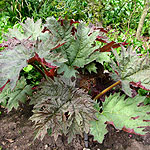 Rheum palmatum - Ornamental Rhubarb