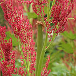 Rheum palmatum - Ornamental Rhubarb - 3rd Image