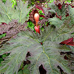 Rheum palmatum - Ornamental Rhubarb - 2nd Image