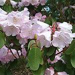 Rhododendron oreodoxa - Fargesii