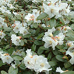 Rhododendron leucaspis