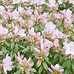 Rhododendron - Phalarope