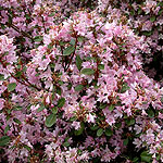 Rhododendron racemosum