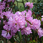 Rhododendron rubiginosum