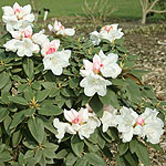 Rhododendron yakushimanum - Dwarf rododendron