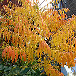 Rhus typhina - Laciniata - Sumach, Rhus