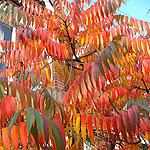 Rhus typhina - Sumach, Rhus