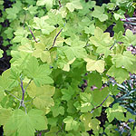 Ribes sanguineum - Brocklebankii