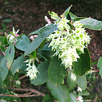 Ribes laurifolium - Ribes