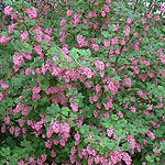 Ribes sanguineum - American Current - 2nd Image