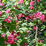 Ribes sanguineum - King Edward VII