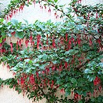 Ribes speciosum