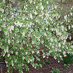 Ribes sanguinium - White Icicle