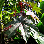 Ricinus comunis - Ricinus, Castor oil plant - 2nd Image