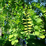 Robinia pseudo-acacia - Aurea - False Acacia, Robinia - 2nd Image