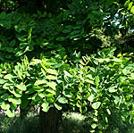 Robinia pseudo-acacia - Inermis - False Acacia - 2nd Image