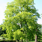 Robinia pseudo-acacia - Aurea - False Acacia, Robinia