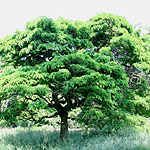 Robinia pseudo-acacia - Inermis - False Acacia