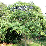 Robinia ciscosa - Hartwegii - False Acacia, Robinia