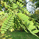 Robinia ciscosa - Hartwegii - False Acacia, Robinia - 2nd Image