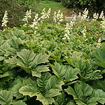 Rodgersia podophylla - Smarago - 3rd Image