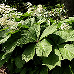 Rodgersia podophylla - Smarago - 2nd Image