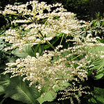 Rodgersia podophylla - Smarago