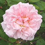 Rosa rubiginosa - Eglantine
