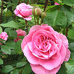 Rosa - Gertrude Jekyll - English Rose