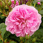 Rosa  - Harlow Carr