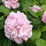 Rosa - Jacques Cartier - Portland rose