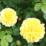 Rosa - Molineux - English rose