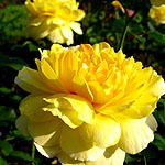 Rosa - Molineux - English rose - 2nd Image