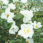 Rosa  - Nevada - Shrub rose