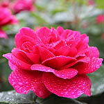 Rosa - Prosperity - Musk Rose