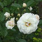 Rosa - Prosperity - Musk Rose - 2nd Image