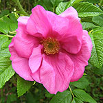 Rosa rugosa - Scabrosa