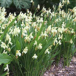 Roscoea cautleyoides - 2nd Image