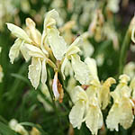 Roscoea cautleyoides