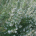 Rosmarinus officinalis - Rosemary