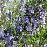 Rosmarinus officinalis - Sissinghurst Blue - Rosemary