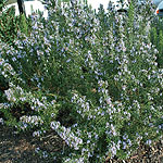 Rosmarinus officinalis - Primley Blue - Rosemary