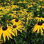 Rudbeckia fulgida - Goldsturm - Coneflower - 2nd Image