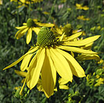 Rudbeckia laciniata - Gold Quelle - Rudbeckia