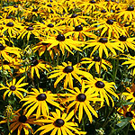 Rudbeckia fulgida - Goldsturm - Coneflower