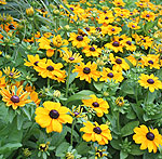 Rudbeckia hirta - Toto