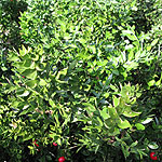 Ruscus aculeatus - Butchers Broom, Ruscus - 2nd Image